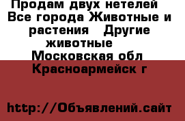 Продам двух нетелей - Все города Животные и растения » Другие животные   . Московская обл.,Красноармейск г.